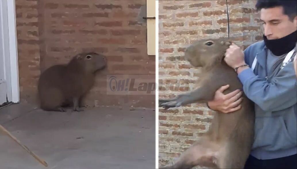 Rescataron a un carpincho suelto en el ingreso a una casa