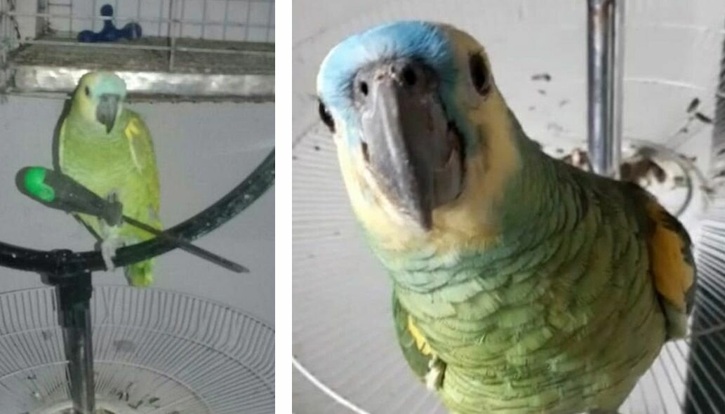 Buscan un loro en Laprida y ofrecen recompensa