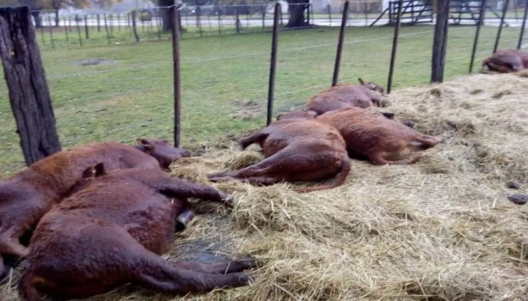Tapalqué: Cayó una centella y mató a trece terneros