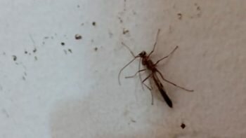 Qué son las extrañas avispas que aparecieron en Laprida