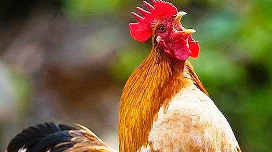 Insólito: en Pringles lo multaron porque canta el gallo