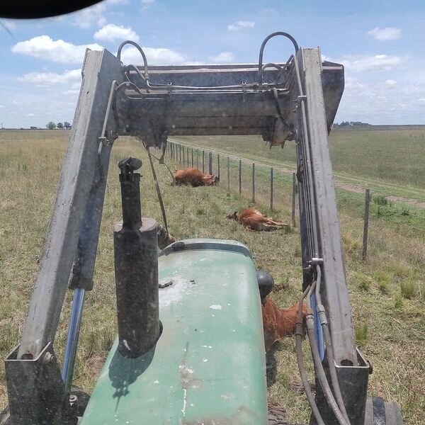 La Madrid: cayó un rayo en un campo y mató varios animales